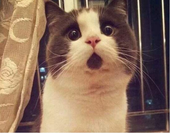 猫挨打后会记仇吗？猫犯了错，为什么挨打也不改？