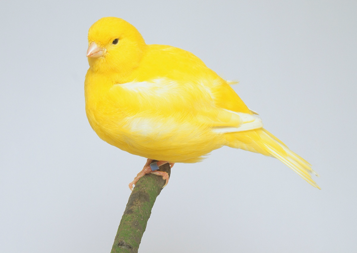 如何鼓励你的金丝雀唱歌 教育资讯 娱乐新闻网