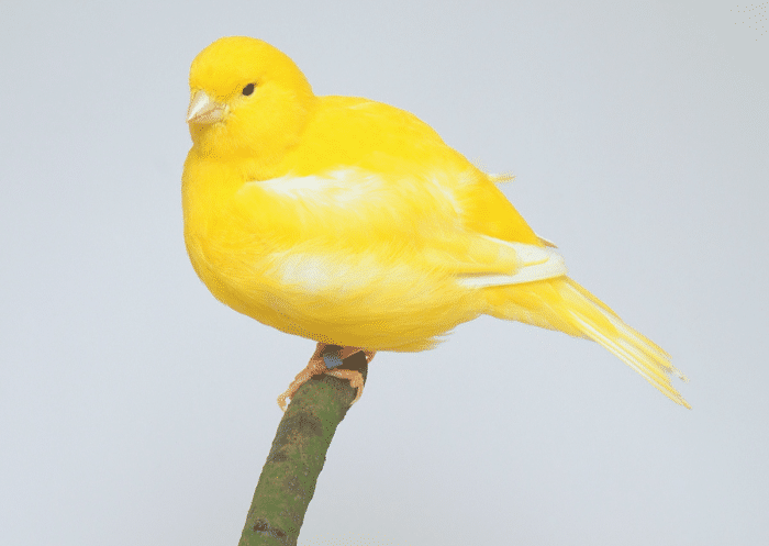 如何鼓励你的金丝雀唱歌 教育资讯 娱乐新闻网 如何鼓励你的金丝雀唱歌 教育资讯 娱乐新闻网