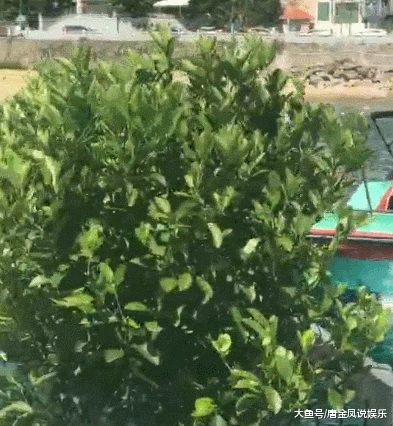 金毛：是时候该我威风一把了，带头冲锋！网友：好稳的狗子，拉轰