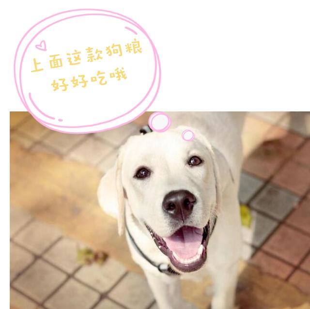 养拉布拉多，为什么养黑色的要比其他颜色好？原来好处这么多！