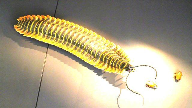 4亿年前它是地球上的“王者”，想吃谁吃谁，如今一脚就能踩死？