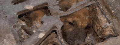 大金毛散步时突然停在下水道前……竟然避免了一起命案！