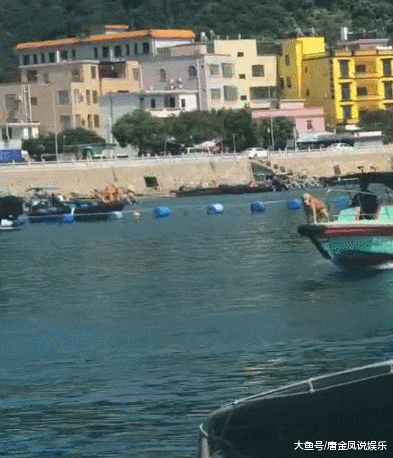 金毛：是时候该我威风一把了，带头冲锋！网友：好稳的狗子，拉轰