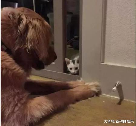 金毛叼回只小奶猫，当初只是看上它的颜值，猫长大后它才真正后悔