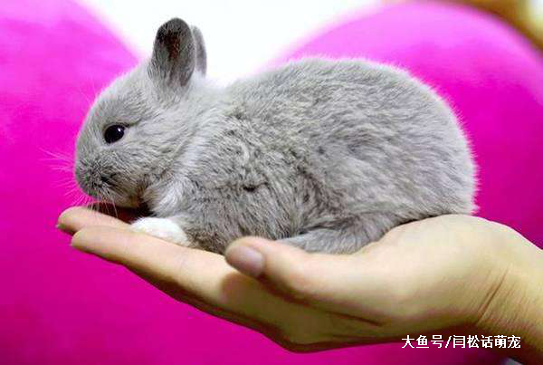 这里有很多爱干净的“兔八哥”，你值得拥有