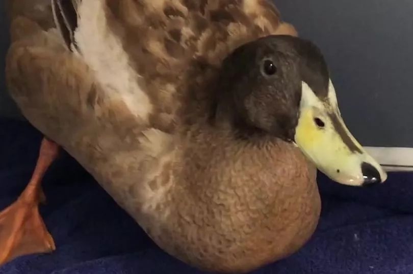 一天10次的鸭子，因纵欲过度被感染，鸭命垂危只好切掉“丁丁”