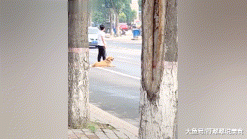 金毛耍赖不走路，主人拿起爪子就是一顿跑，金毛：慢慢慢……慢点