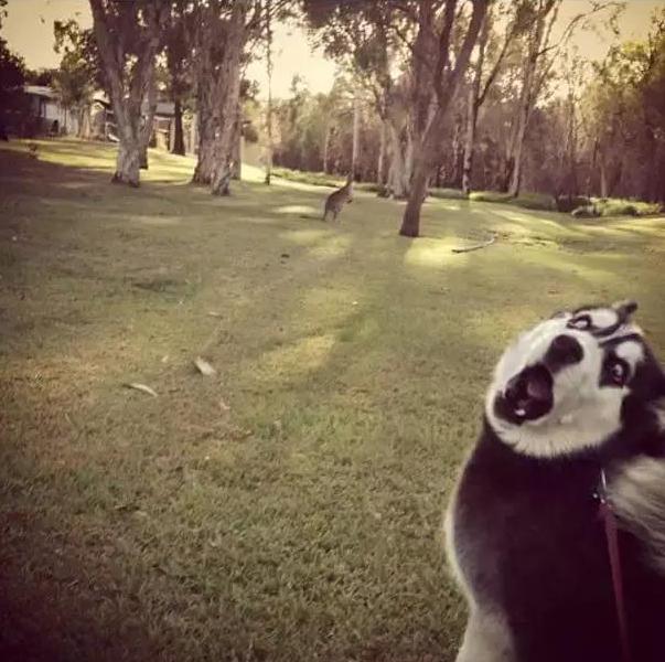 狗子们的沙雕时刻……简直笑到劈叉啊哈哈哈哈哈哈！！