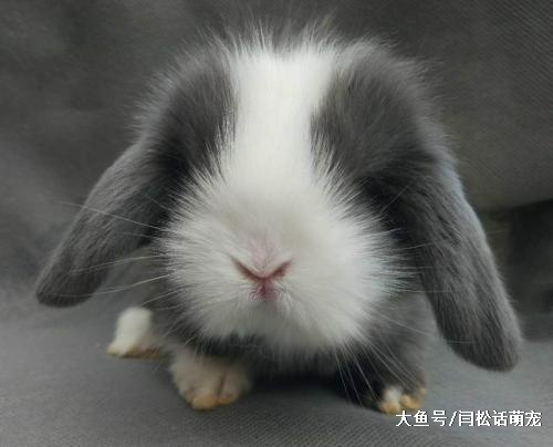 这里有很多爱干净的“兔八哥”，你值得拥有