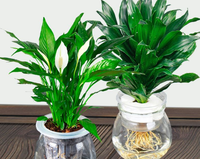 这些除醛骗局专家澄清了很多遍！竟然还有人被骗！你呢？