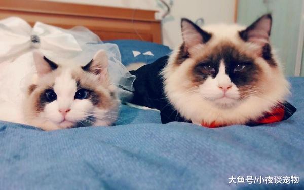 布偶貓喂什么毛長得好，上班族為什么不適合養布偶貓？