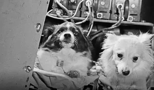 「太空」50年前被送上太空的狗和猴子，如今怎么样了？说了你可能不相信