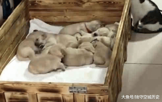 金毛生了一窝小奶狗，主人看完无语，谁是狗崽子的爸爸