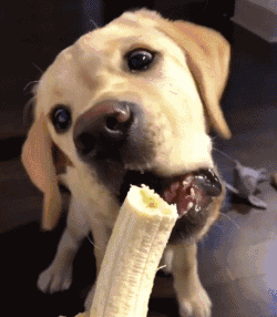 养拉布拉多，为什么养黑色的要比其他颜色好？原来好处这么多！