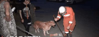 大金毛散步时突然停在下水道前……竟然避免了一起命案！