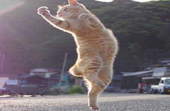 两只橘猫跟爷爷练太极，一个月后，两货成了“武林高手”