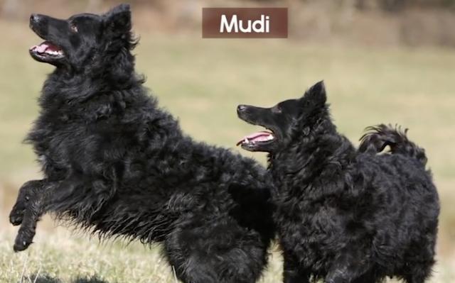 全球最稀有的 12 种狗狗，最少的一种仅剩不到 1000 只