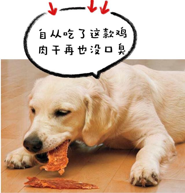 养拉布拉多，为什么养黑色的要比其他颜色好？原来好处这么多！