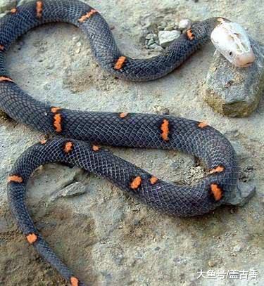 它是中国第一毒蛇“一碰毙命”，欧美曾多次引进，结果都全军覆没