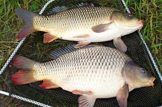 秋钓找不到鱼窝？只要2滴，整个水库的鱼聚过来，3小时狂钓50斤鱼！