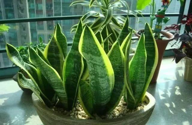 新房装修高峰期，孩子抵抗能力差，学会这几招轻松去除甲醛