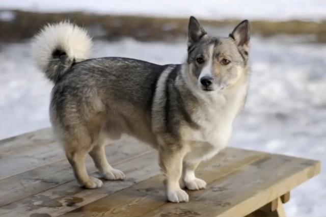 全球最稀有的 12 种狗狗，最少的一种仅剩不到 1000 只