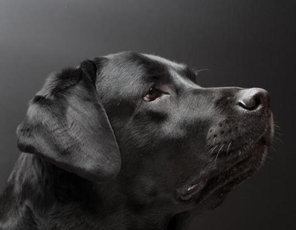 养拉布拉多，为什么养黑色的要比其他颜色好？原来好处这么多！