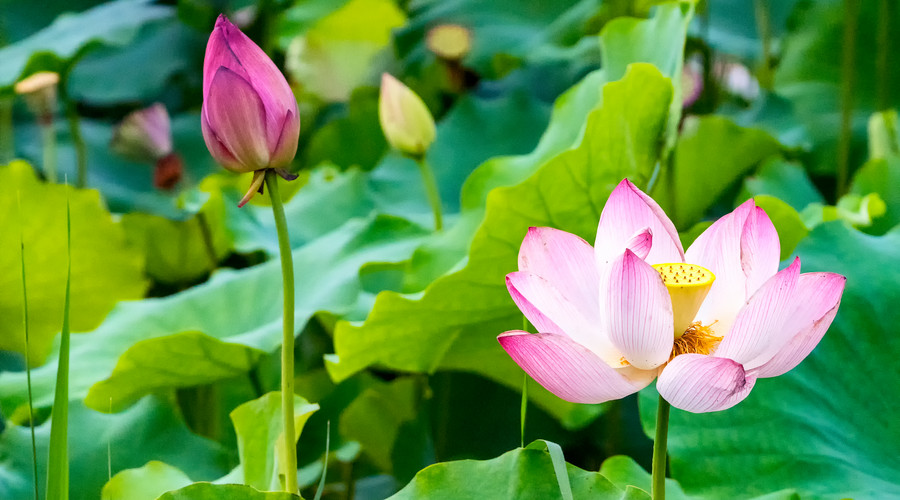 金牛座：5月上旬，财运节节攀升，恭喜3属相，正财横财齐旺，家财赚不停