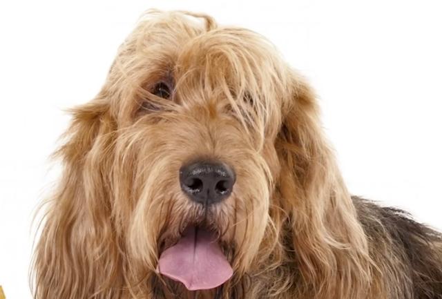 全球最稀有的 12 种狗狗，最少的一种仅剩不到 1000 只