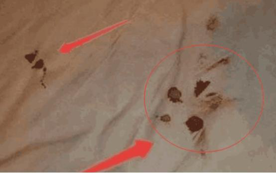 女孩醉酒抱着狗不撒手, 一觉醒来床单有血！她当时就蒙了