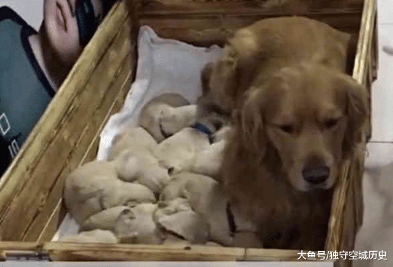 金毛生了一窝小奶狗，主人看完无语，谁是狗崽子的爸爸