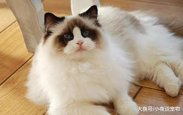 布偶貓喂什么毛長得好，上班族為什么不適合養布偶貓？