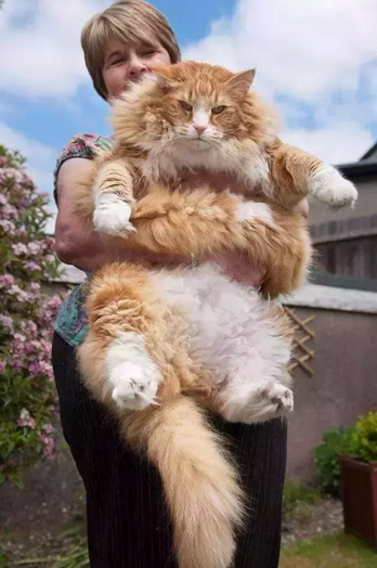 奇异世界: 十大巨型动物, 大到超出你的想象!