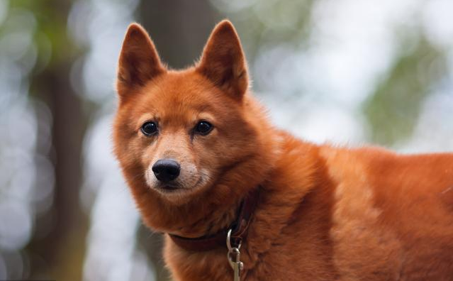 全球最稀有的 12 种狗狗，最少的一种仅剩不到 1000 只