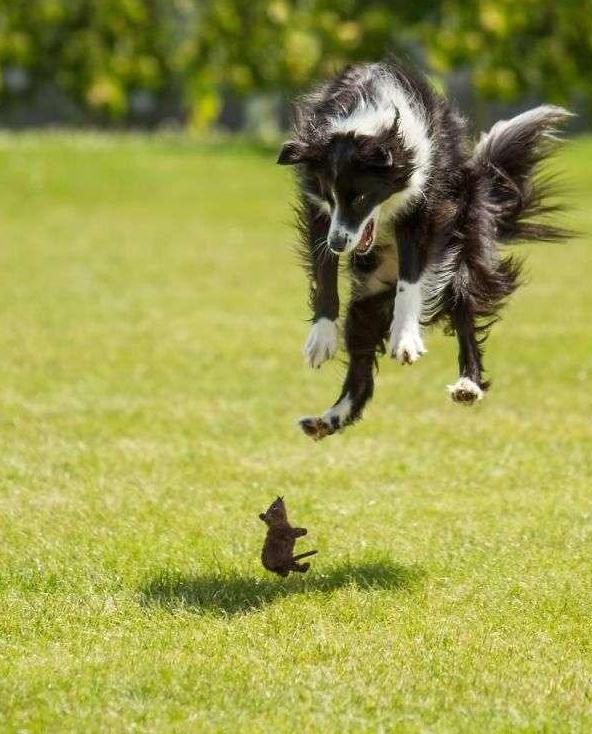 狗子们的沙雕时刻……简直笑到劈叉啊哈哈哈哈哈哈！！