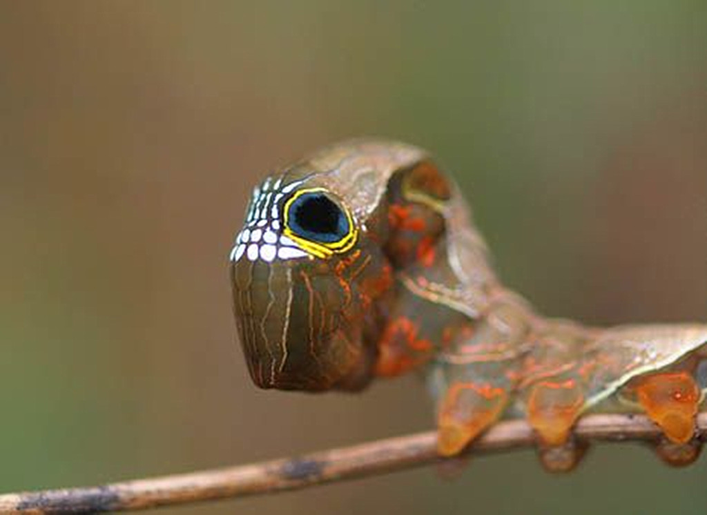 []为吓退捕食者，“升级版”毛毛虫伪装成一条蛇，还会“咬人”