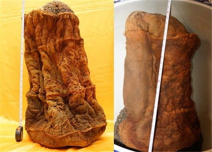 水淹不死火烧不死的生物?用刀切开还继续生长,曾是帝王的贡品!