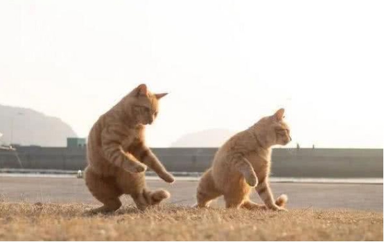 两只橘猫跟爷爷练太极，一个月后，两货成了“武林高手”