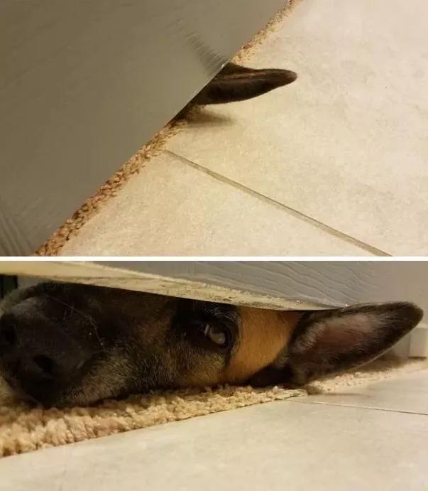 狗子们的沙雕时刻……简直笑到劈叉啊哈哈哈哈哈哈！！