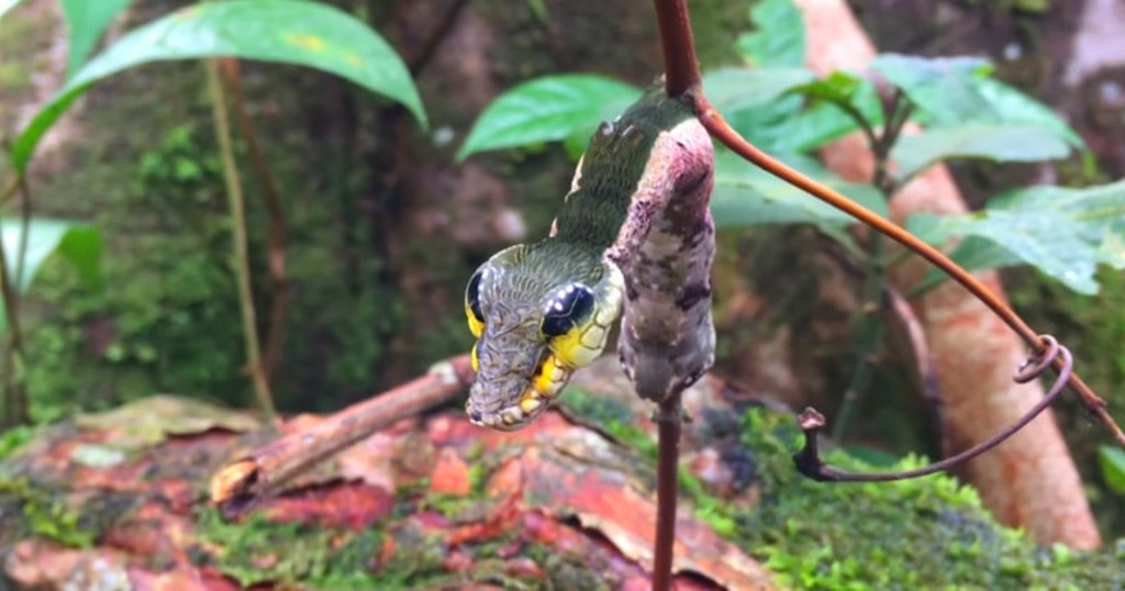 []为吓退捕食者，“升级版”毛毛虫伪装成一条蛇，还会“咬人”