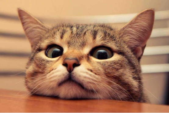 猫挨打后会记仇吗？猫犯了错，为什么挨打也不改？
