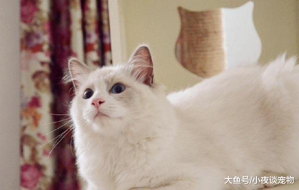 布偶貓喂什么毛長得好，上班族為什么不適合養布偶貓？