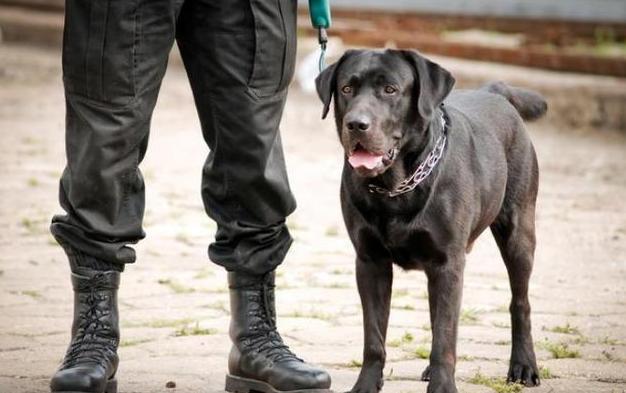 养拉布拉多，为什么养黑色的要比其他颜色好？原来好处这么多！