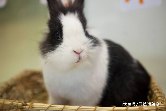 这里有很多爱干净的“兔八哥”，你值得拥有