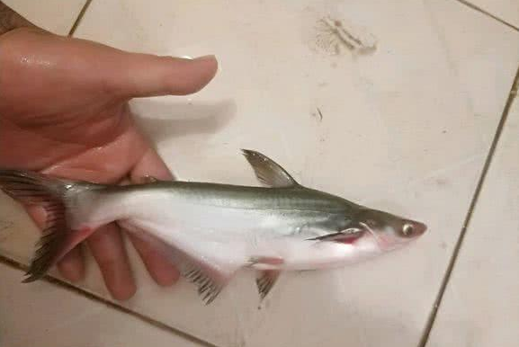 长江出现鲨鱼? 长江中下游, 多地有人钓起白色“小鲨鱼”