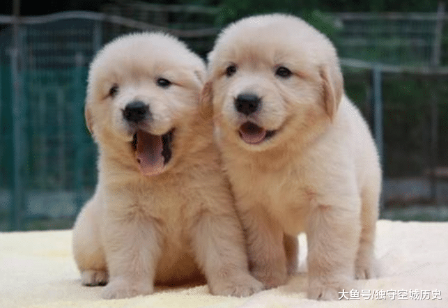 金毛生了一窝小奶狗，主人看完无语，谁是狗崽子的爸爸