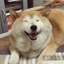 科普 如何清理狗狗的耳朵