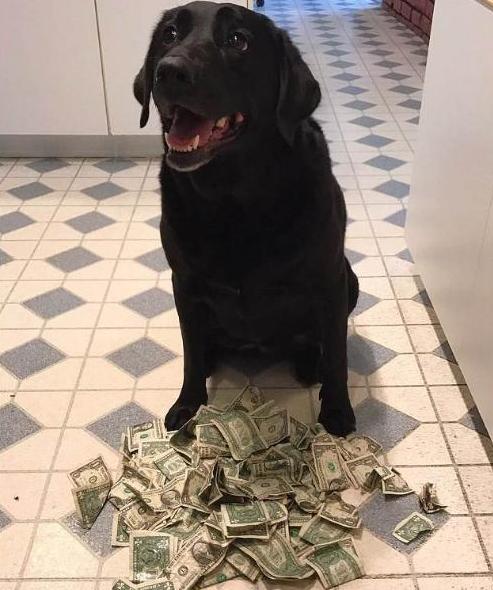 养拉布拉多，为什么养黑色的要比其他颜色好？原来好处这么多！