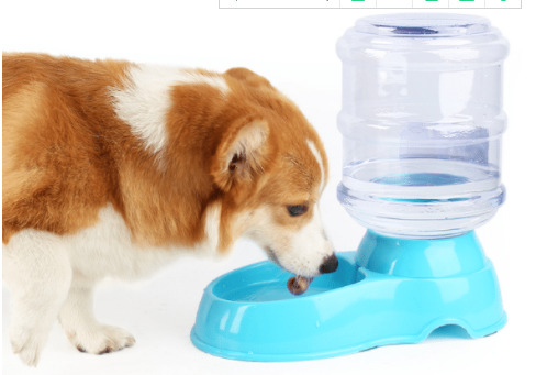 小白狗对路人乞讨，却被踢出几米远，狗狗站起来后懵圈了